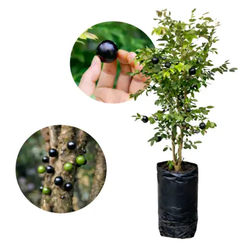 Muda De Jabuticaba Hibrida Precoce Produzindo