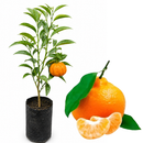 Muda de Tangerina Ponkan Enxertada – Muda Frutífera Produzindo