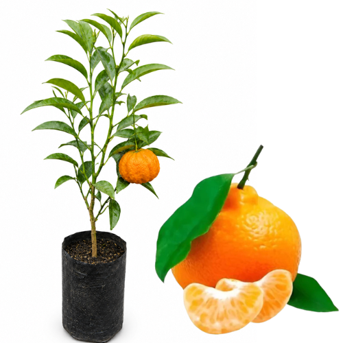 Muda de Tangerina Ponkan Enxertada – Muda Frutífera Produzindo