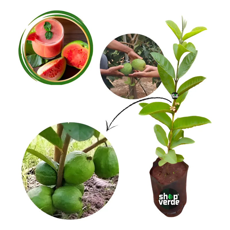 Goiaba Tailandesa Gigante - Já Produz - 50 Cm